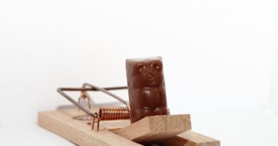 mouse, trap, mousetrap, bait, catch, human trap, chocolate, chocolate mouse, success, risk, fraud, deception, lies, career, woman, business, prey, preying, corporate, startup, scheme, pyramid scheme, company, fraudster, trick, mousetrap, fraud, fraud, fraud, deception, deception, deception, deception, deception, scheme, pyramid scheme, pyramid scheme, pyramid scheme, pyramid scheme, pyramid scheme