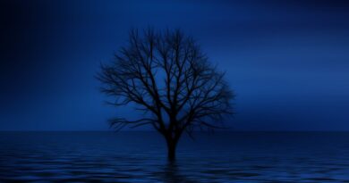 tree, bald, psychology, lonliness, isolation, sadness, dream, imagination, sad, lake, sea, waves, seem, light, reflection, tristess, ocean, the atmosphere, silence, psychology, psychology, psychology, sadness, sad, nature, sad, sad, sad, sad